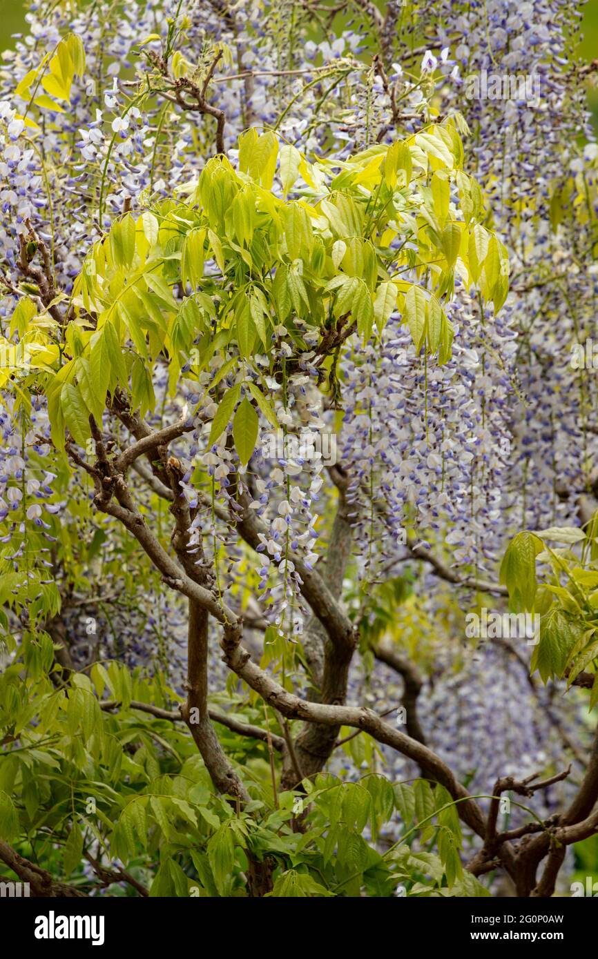 Wisteria Floribunda flowering profusely in late spring Stock Photo