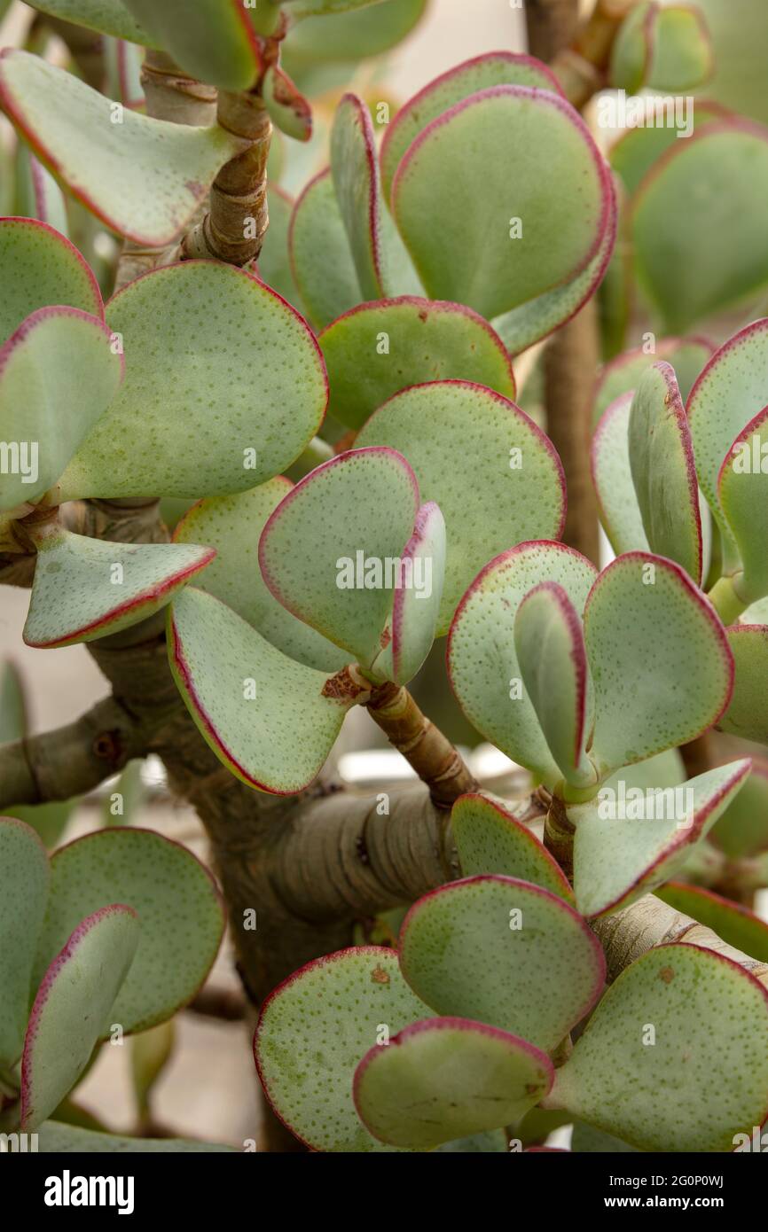 Crassula arborescens, silver jade plant, silver dollar plant, beestebul, Chinese jade, money plant, money tree Stock Photo