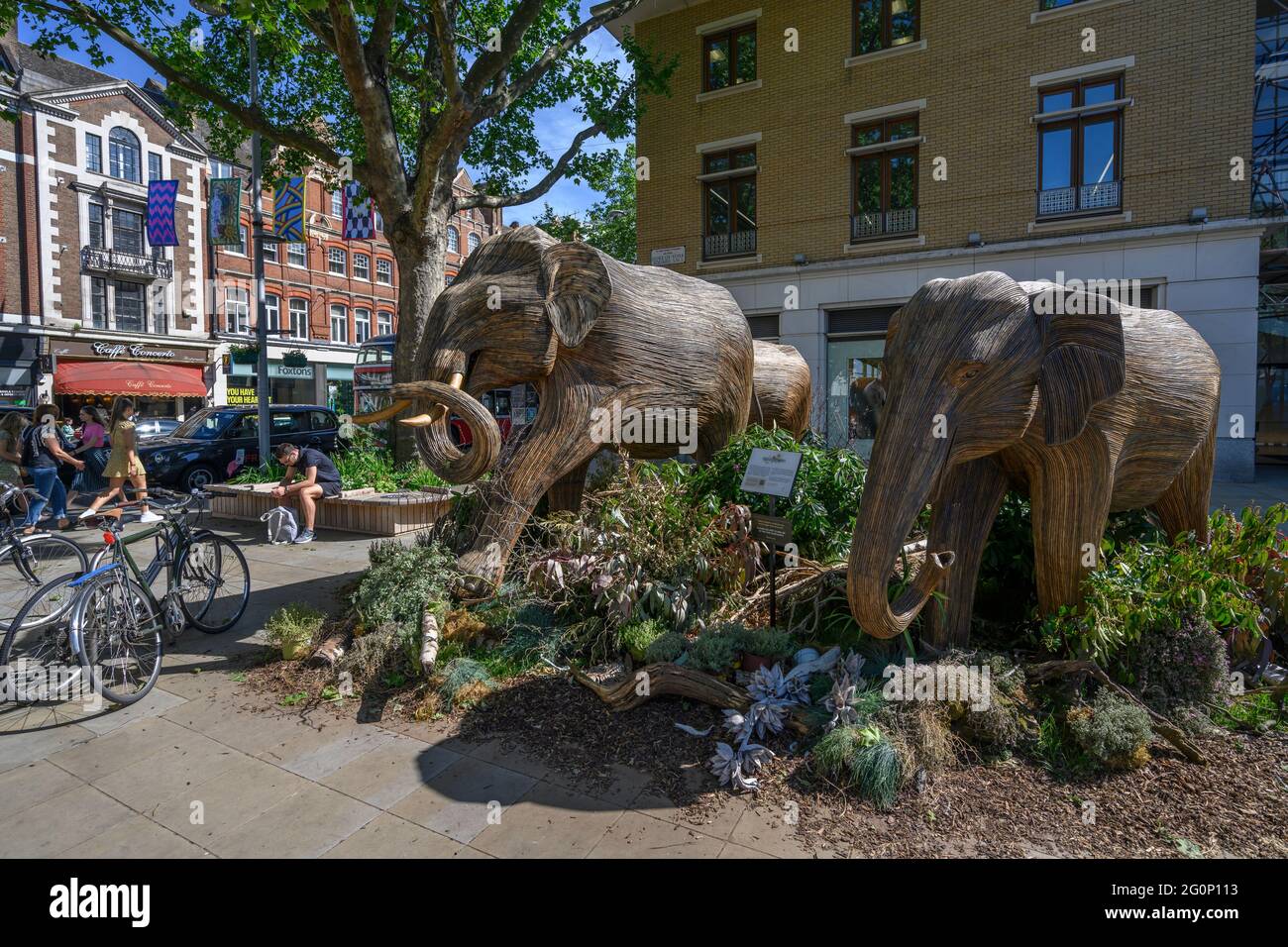 2 June 2021. Hand crafted Elephants from the Co-Existence Herd migrating through Chelsea in London from 17 May-6 June 2021. Stock Photo