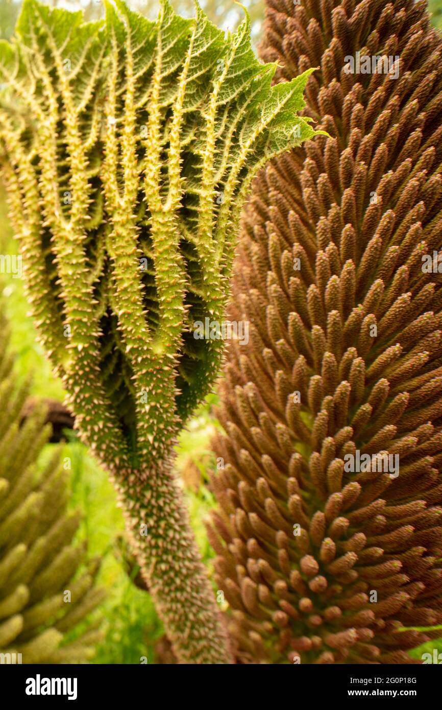 Close-up natural abstract of Gunnera {giant rhubarb) unfurled leaf and pollinating head, patterns and textures in nature Stock Photo