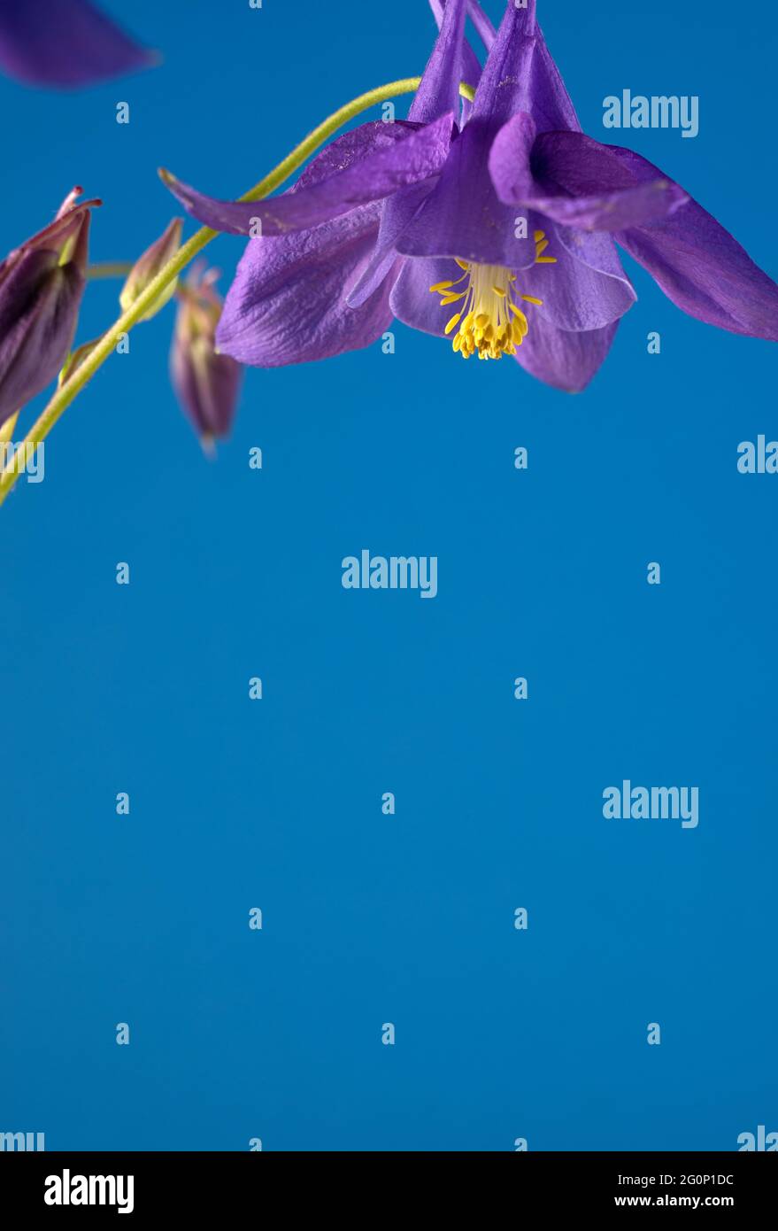 Beautiful Purple Aquilegia glandulosa against bright blue background. Floral wallpaper with aquilegia. Stock Photo