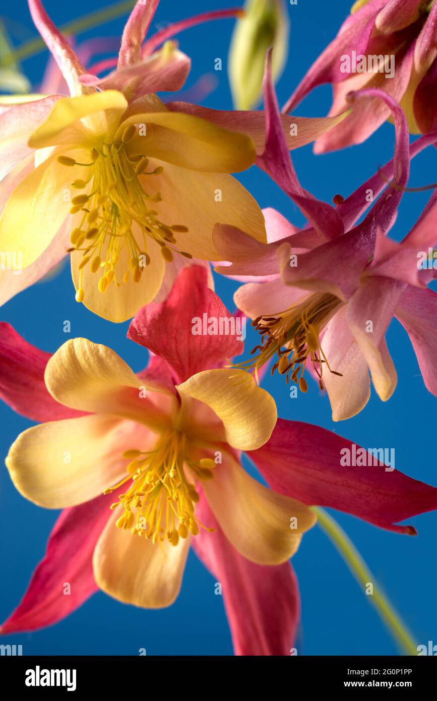 Bouquet of Aquilegia glandulosa flowers against a dark background. Floral wallpaper with aquilegia. Stock Photo