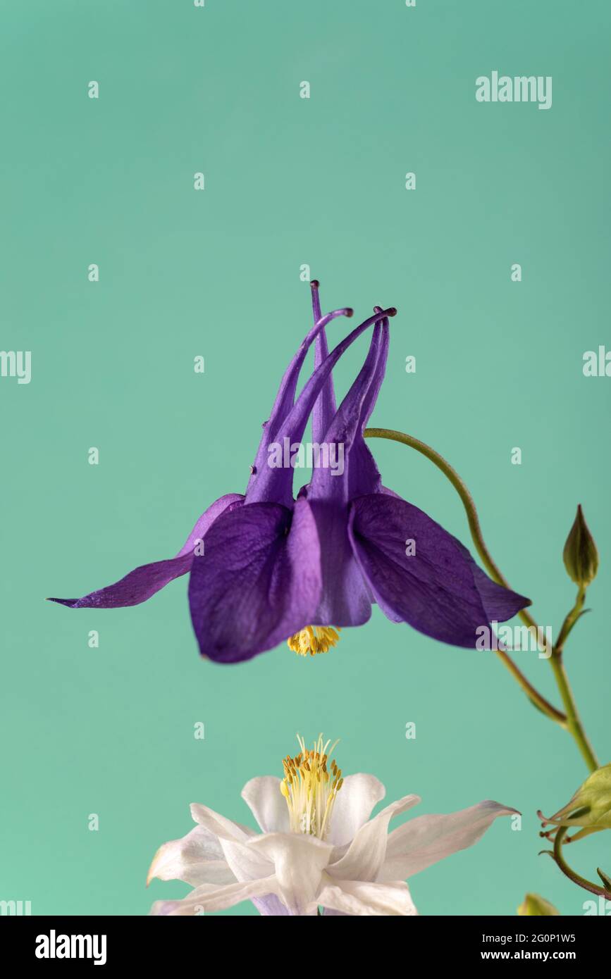 Beautiful Aquilegia glandulosa against dark background. Floral wallpaper with aquilegia. Stock Photo