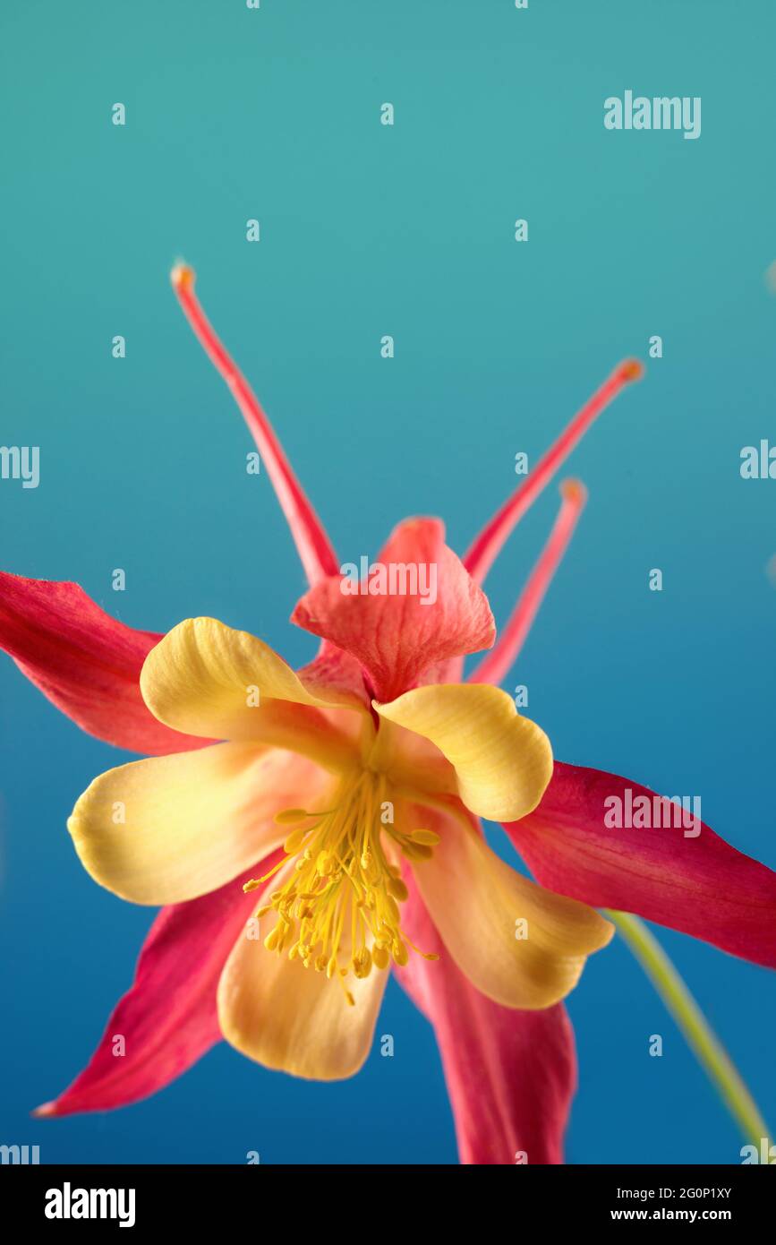 Beautiful Aquilegia glandulosa against dark background. Floral