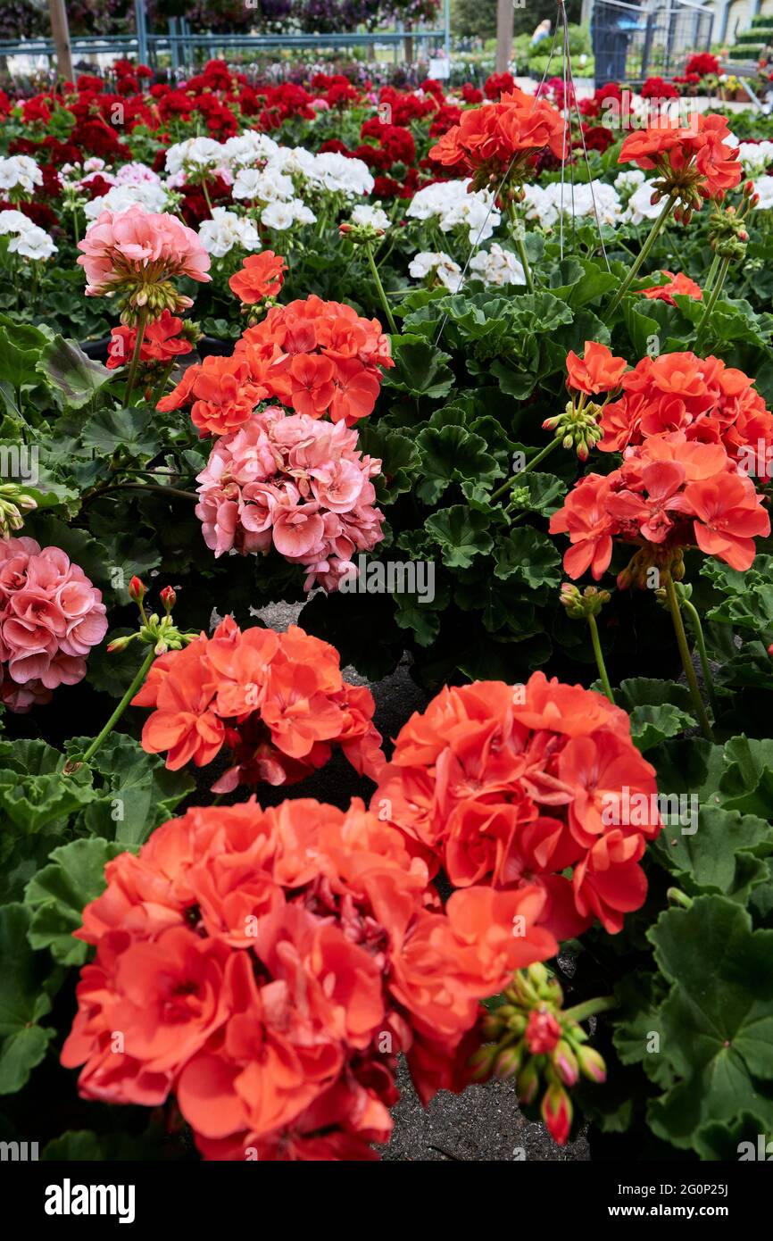 White, pink and red Pelargonium hortorum also known as zonal geraniums growing in posts in an outdoor garden center in Montgomery Alabama, USA. Stock Photo