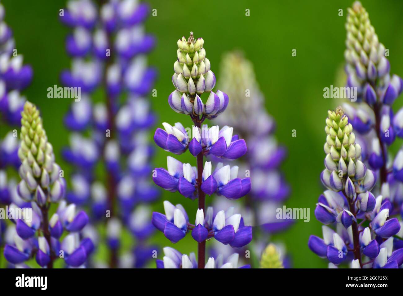 Beautiful meadow with a blooming wild lupine Stock Photo - Alamy