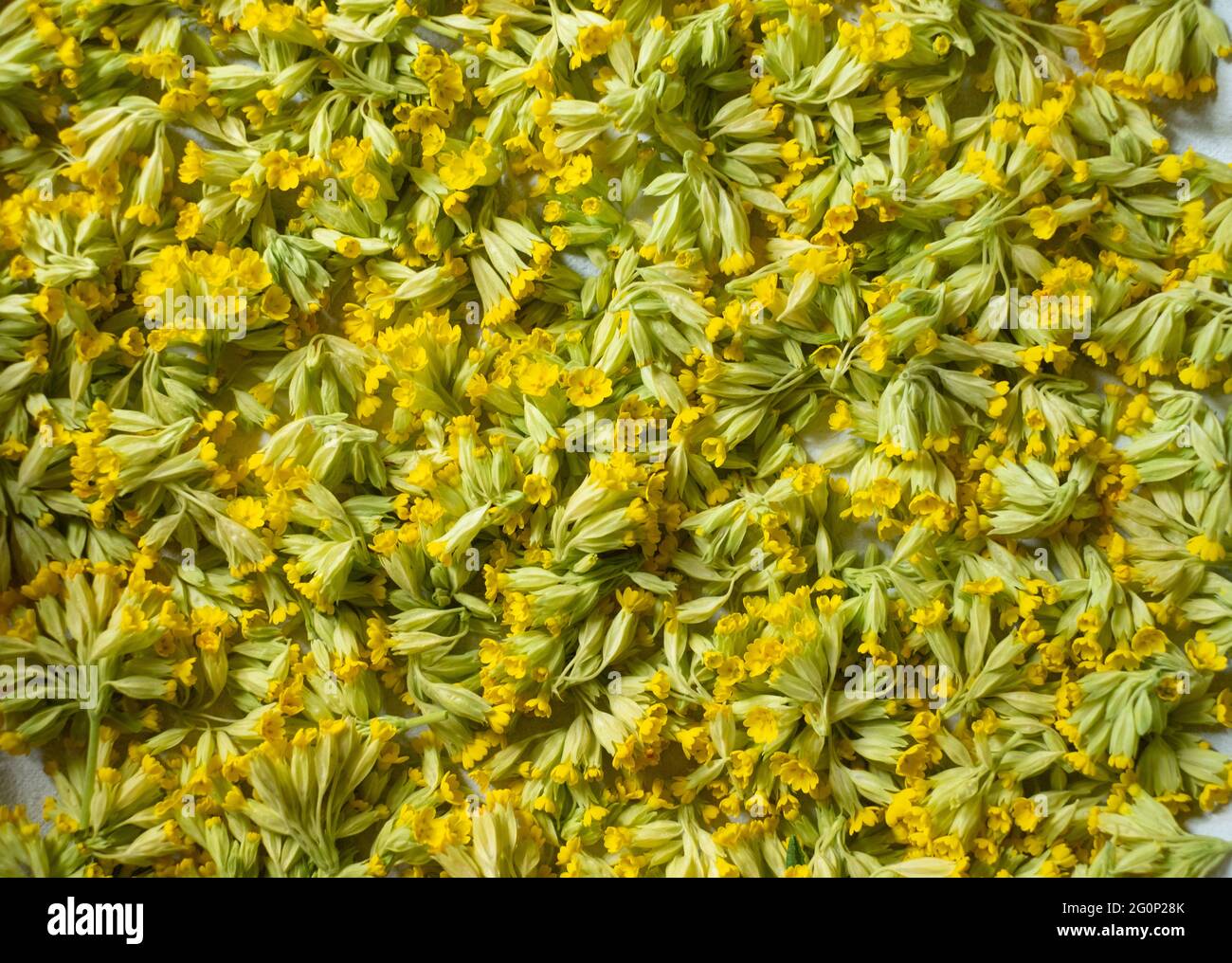 Trying handpicked cowslip flowers. Air drying fresh herbs on a tray. Stock Photo
