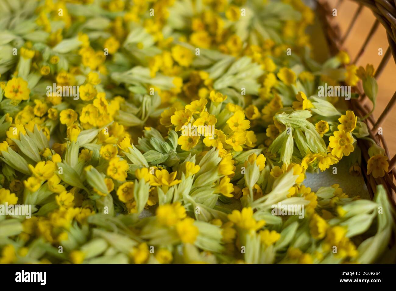 Trying handpicked cowslip flowers. Air drying fresh herbs on a tray. Stock Photo