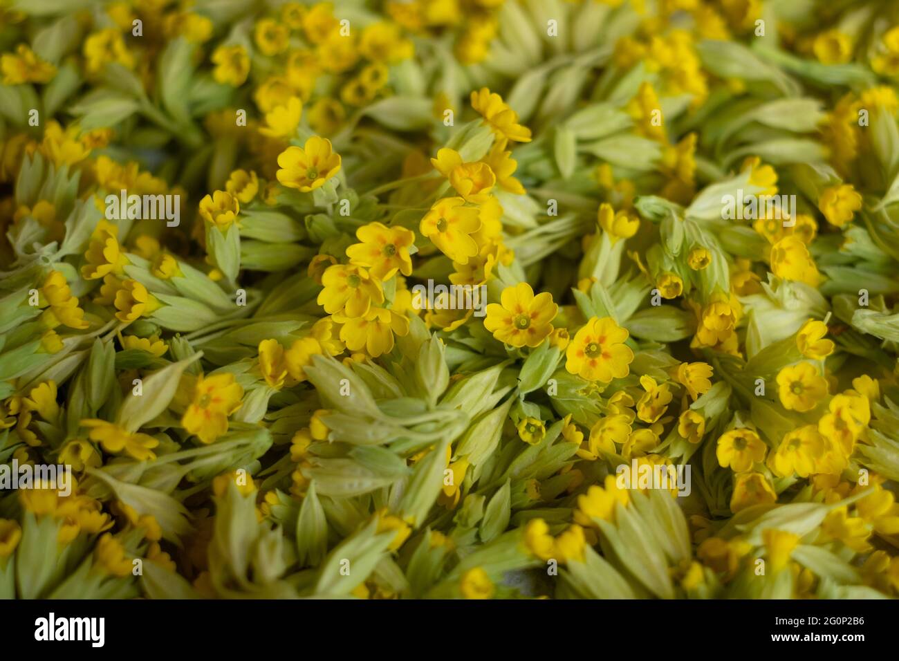 Trying handpicked cowslip flowers. Air drying fresh herbs on a tray. Stock Photo