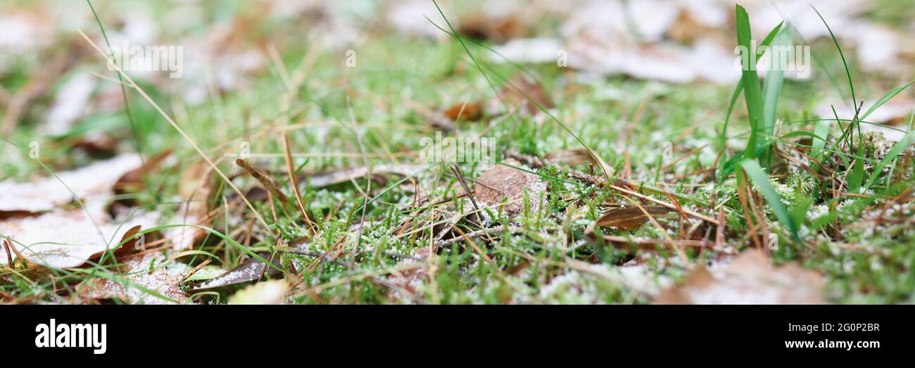 Green grass with dry leaves covered with snow Stock Photo - Alamy