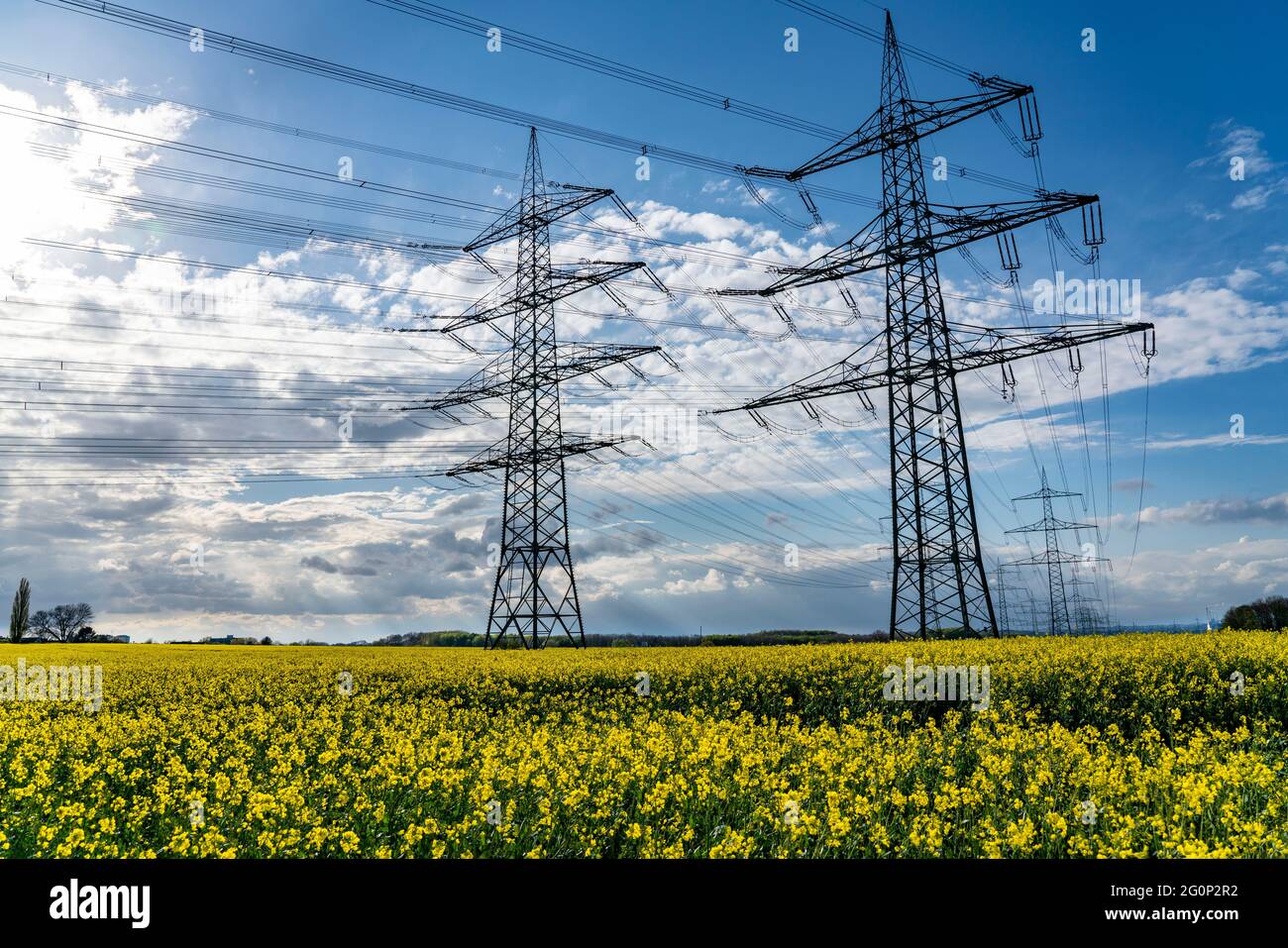 Power lines, high-voltage pylons, in Essen, rape field, NRW, Germany ...