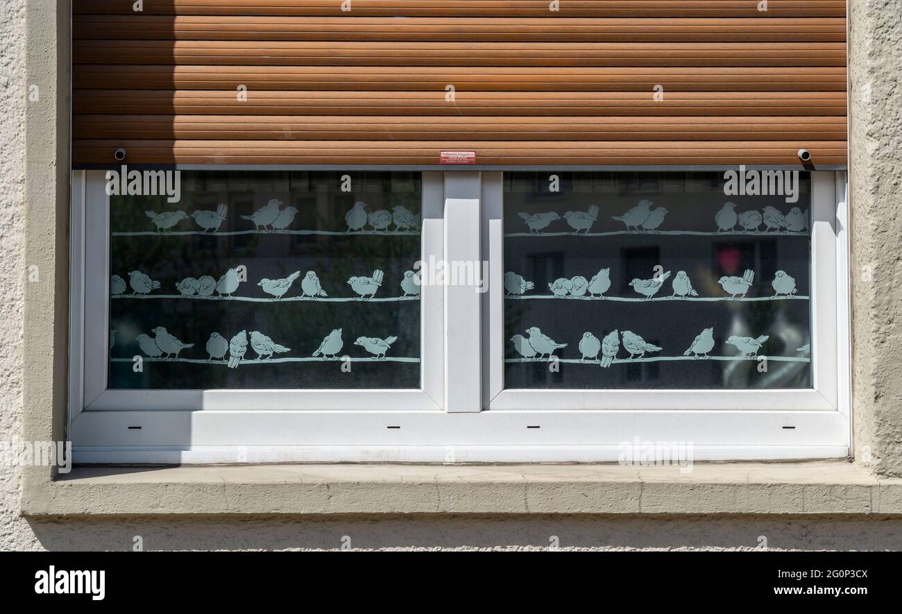 Window of a flat, residential house, with window panes decoration, birds on a wire, roller blinds, Essen, NRW, Germany Stock Photo