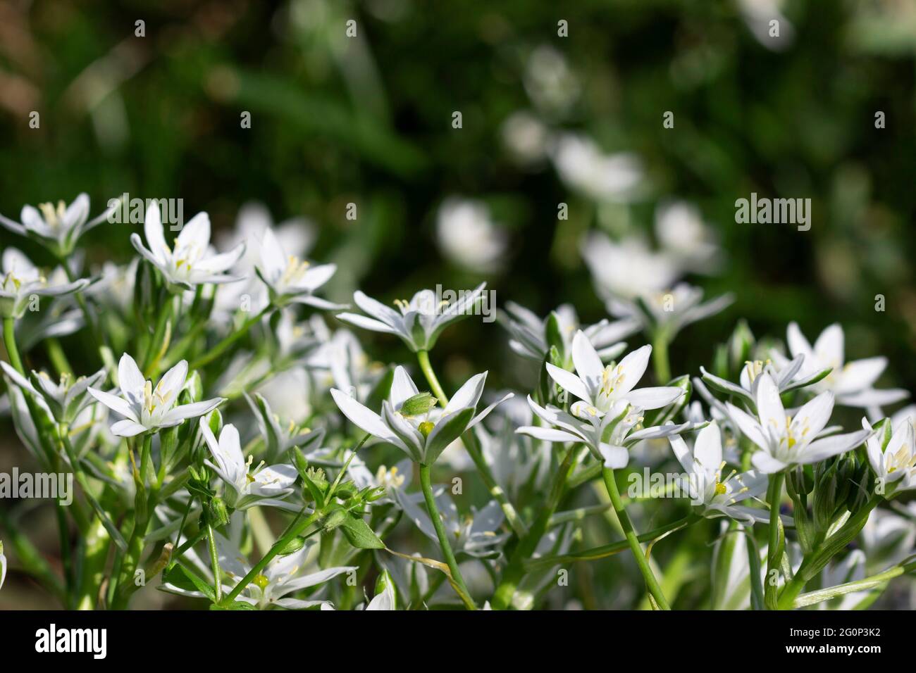Ornithogalum is a perennial plants, white flowers on a green background. Stock Photo