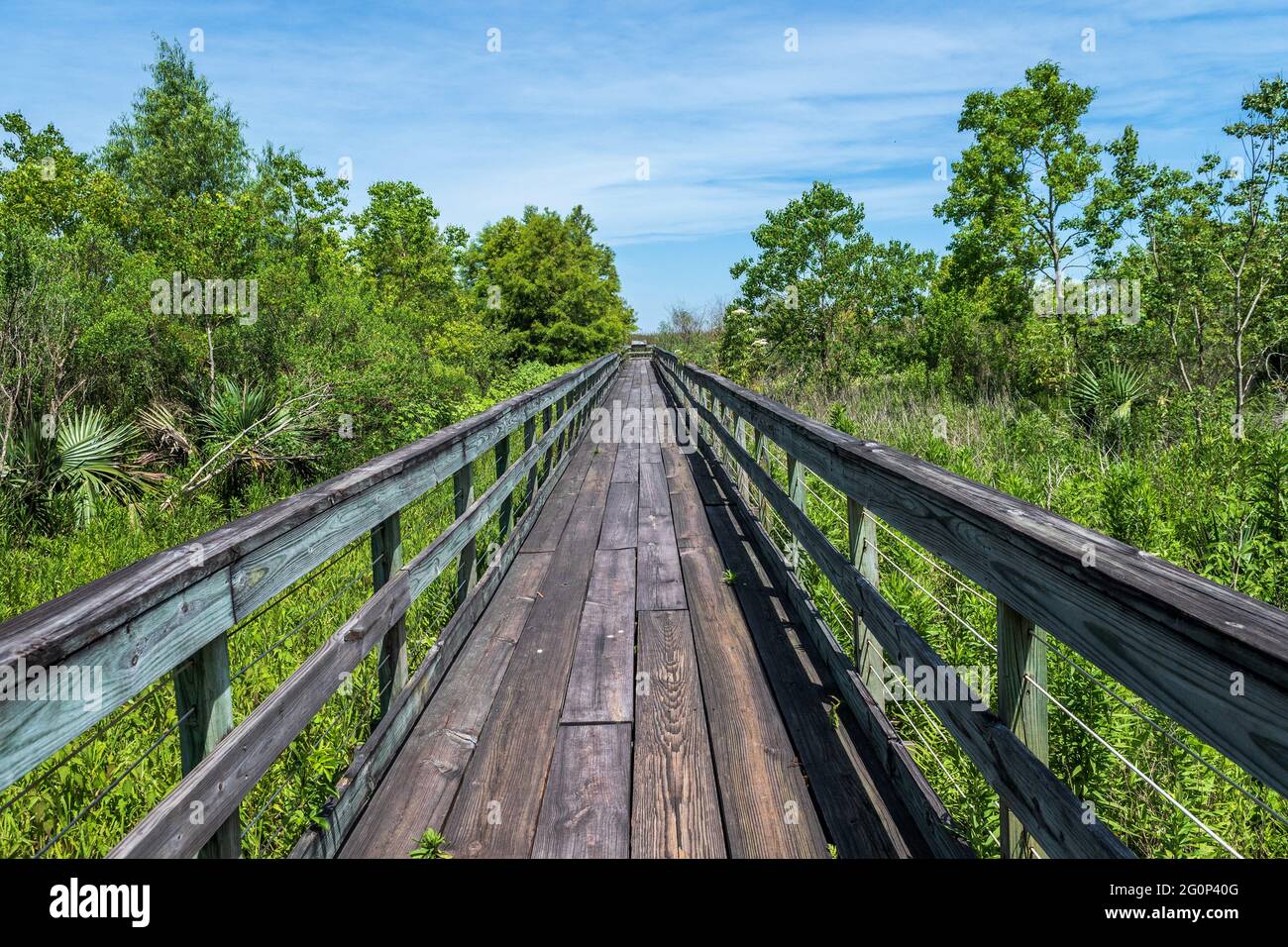 Bayou Sauvage National Wildlife Refuge, one of the few remaining marsh areas near Lake Pontchartrain and Lake Borgne, Orleans Parish, Louisiana, USA. Stock Photo