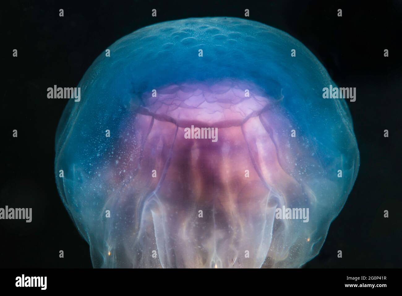 Blue Jellyfish (Cyanea lamarkii) swimming underwater Stock Photo