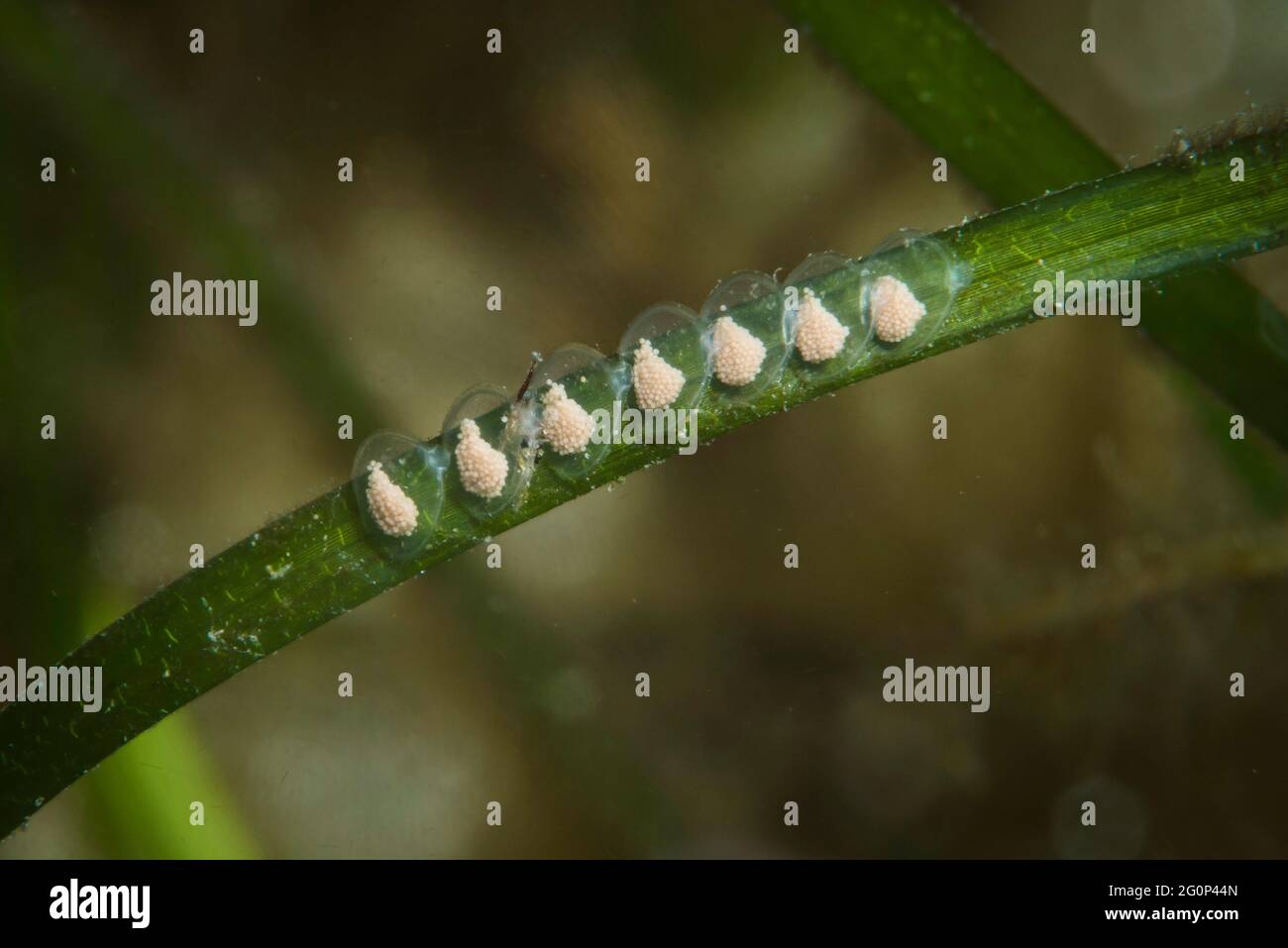 Netted Dog Whelk eggs underwater on seagrass Stock Photo