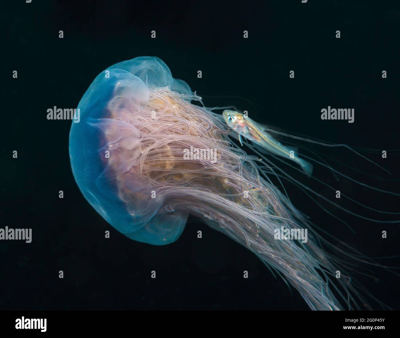 Blue Jellyfish (Cyanea lamarkii) swimming underwater accompanied by small fish. Stock Photo