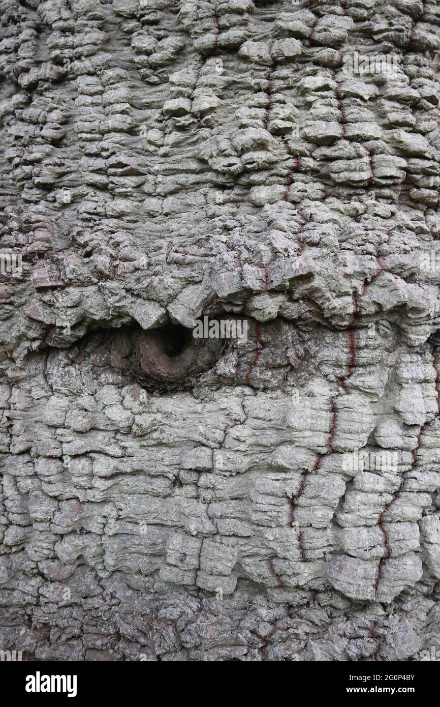 Tree trunk texture looing like an eye in the tree Stock Photo - Alamy