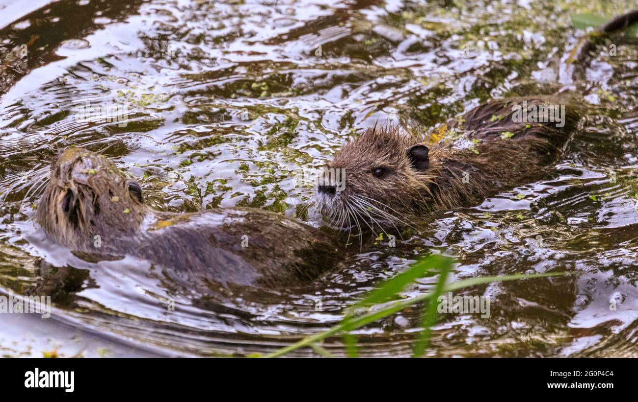Münster, Germany. 2nd June, 2021. The juveniles play-fight in the water. Two coypu babies, now around 6 weeks old (also nutria or beaver rats, Myocastor coypus) play and seem to enjoy the unusually warm weather. The wild animals appeared when a mother moved her babies to Münster Botanical Garden's pond, to the delight of visitors but dismay of staff and gardeners who complain that the animals, who cannot be moved, munch their way through some of the garden's 8,000 species of plants, vegetables and herbs, some of them rare. Credit: Imageplotter/Alamy Live News Stock Photo