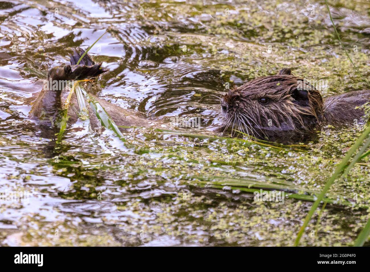 Münster, Germany. 2nd June, 2021. The juveniles play-fight in the water. Two coypu babies, now around 6 weeks old (also nutria or beaver rats, Myocastor coypus) play and seem to enjoy the unusually warm weather. The wild animals appeared when a mother moved her babies to Münster Botanical Garden's pond, to the delight of visitors but dismay of staff and gardeners who complain that the animals, who cannot be moved, munch their way through some of the garden's 8,000 species of plants, vegetables and herbs, some of them rare. Credit: Imageplotter/Alamy Live News Stock Photo