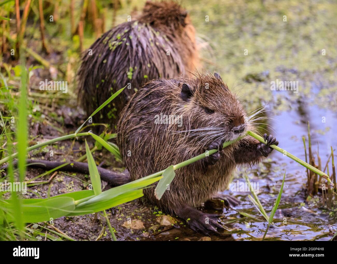 Münster, Germany. 2nd June, 2021. The juveniles munch on water plants by the pond. Two coypu babies, now around 6 weeks old (also nutria or beaver rats, Myocastor coypus) play and seem to enjoy the unusually warm weather. The wild animals appeared when a mother moved her babies to Münster Botanical Garden's pond, to the delight of visitors but dismay of staff and gardeners who complain that the animals, who cannot be moved, munch their way through some of the garden's 8,000 species of plants, vegetables and herbs, some of them rare. Credit: Imageplotter/Alamy Live News Stock Photo