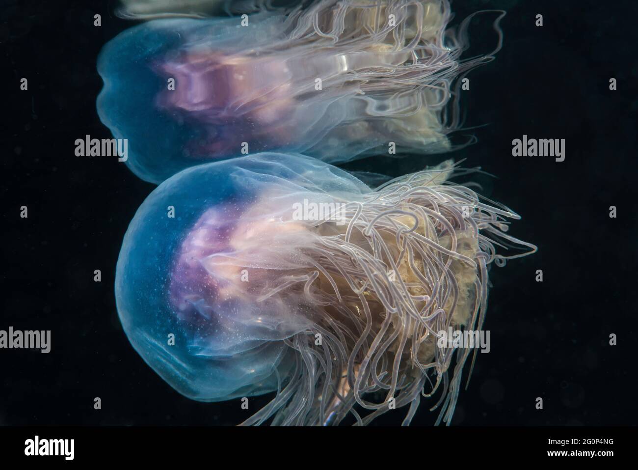 Blue Jellyfish (Cyanea lamarkii) swimming underwater Stock Photo