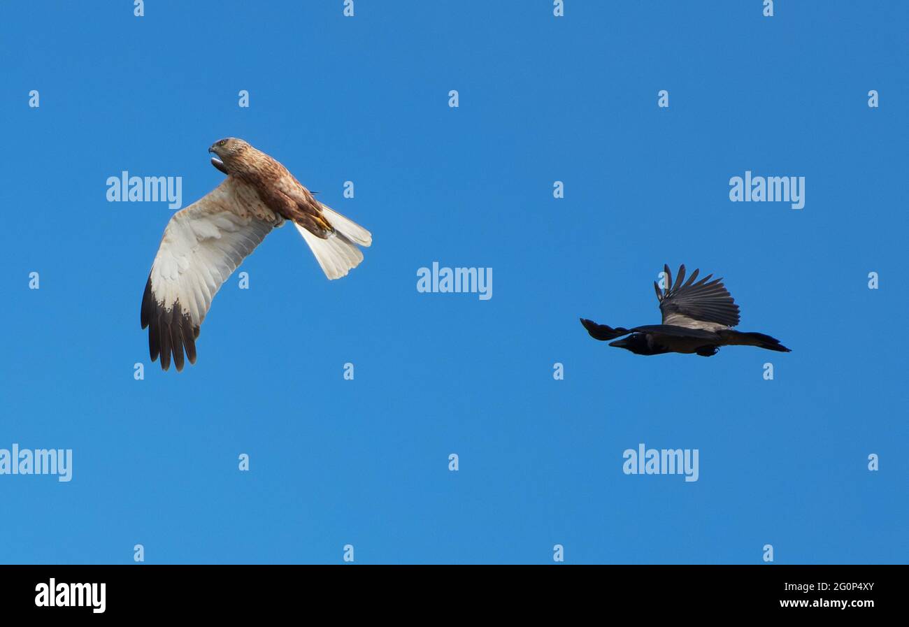 The western marsh harrier being chased by crow in the air as a result of nesting territory dispute. Stock Photo