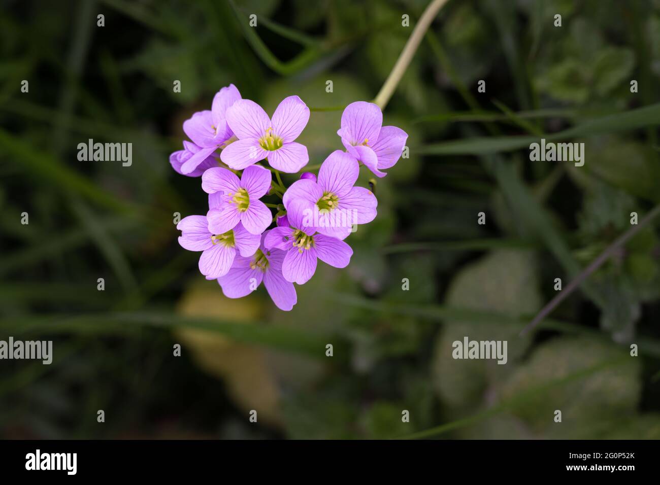 Close up of the pink flowers of the Cardamine pratensis or milkmaids in ...