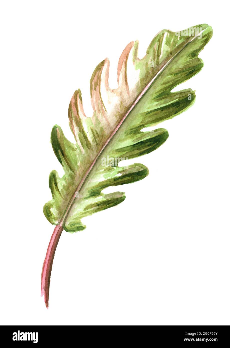 Leaf Of Exotic Tropical Or Jungle Plant Philodendron Caramel Marble Watercolor Hand Drawn Illustration Isolated On White Background Stock Photo Alamy