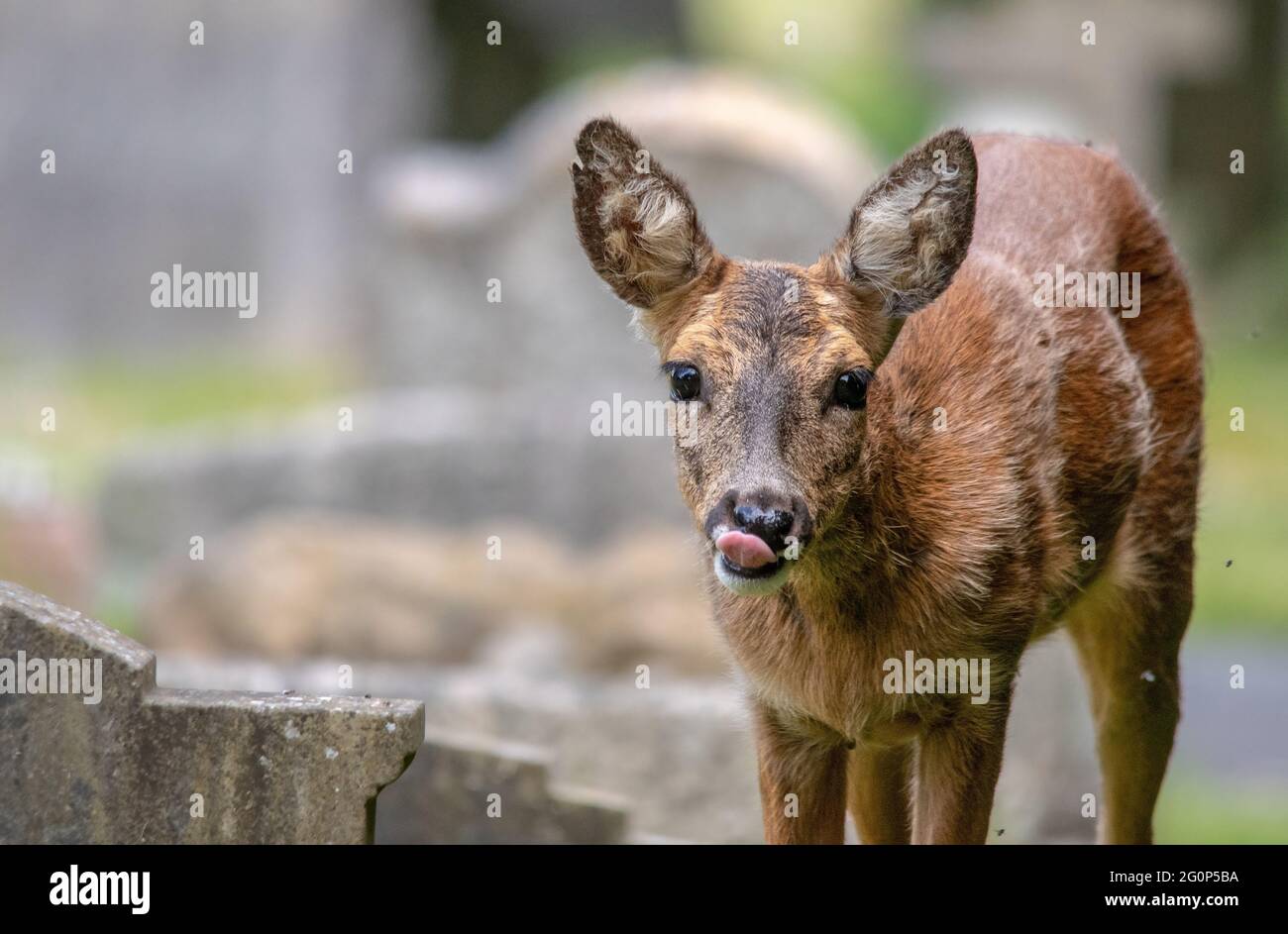Naughty deer hires stock photography and images Alamy