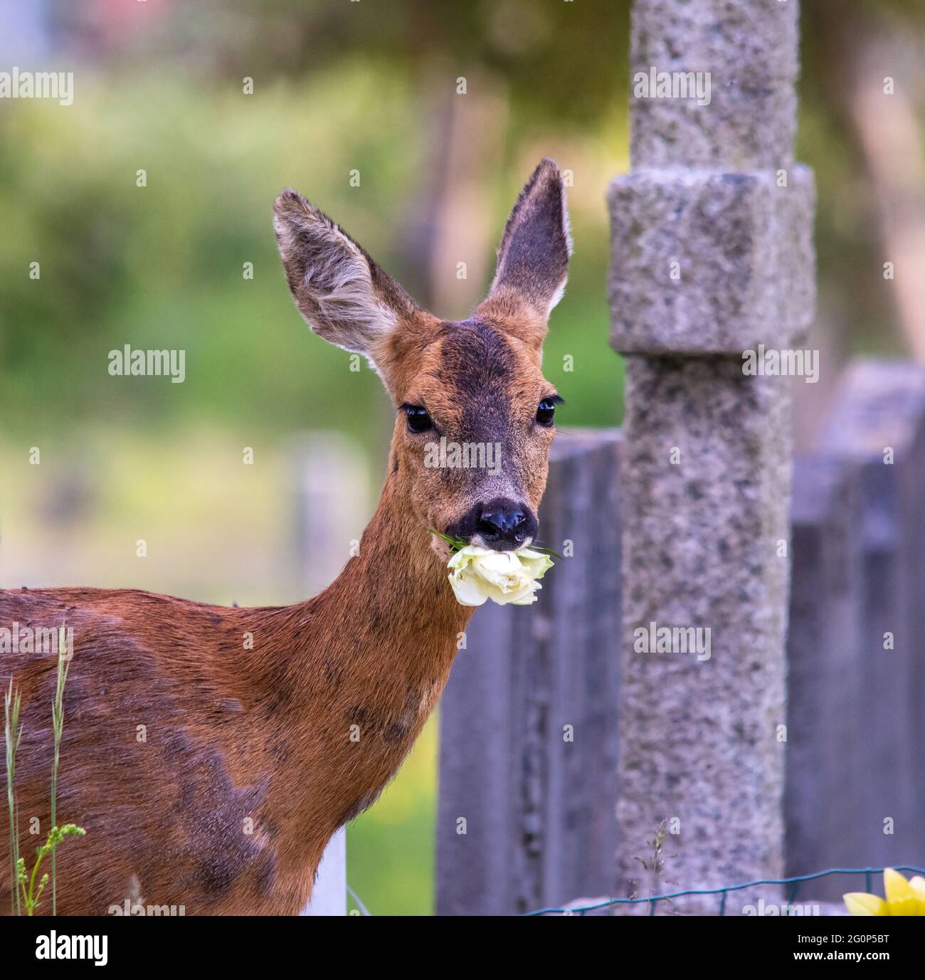 Naughty animals hires stock photography and images Alamy