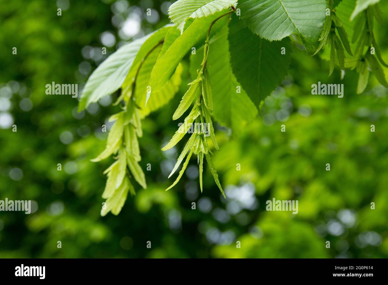 Hornbeam branch with young leaves and seeds on a blurred green background. Stock Photo