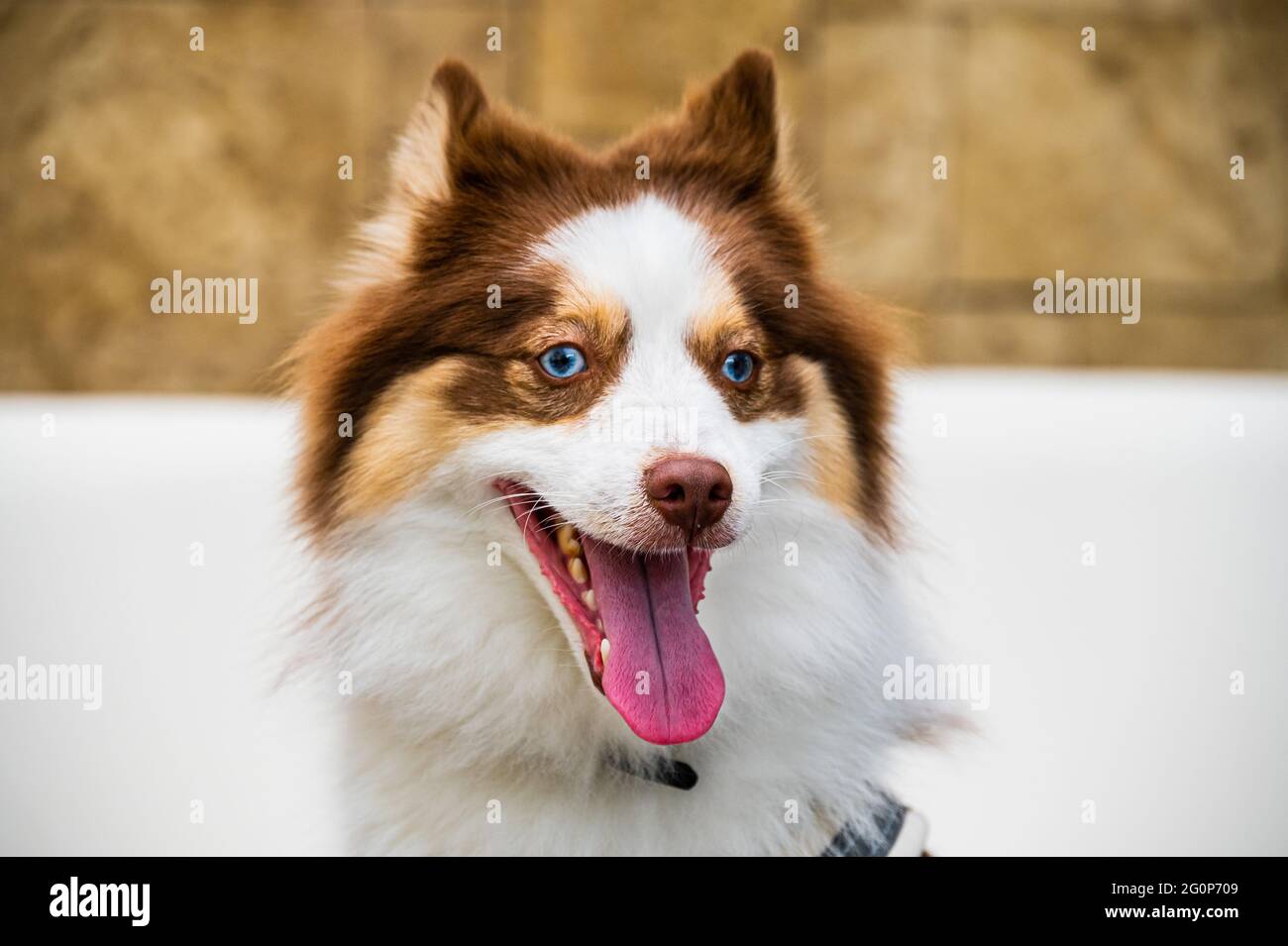 Beautiful Brown, Tan and White Pomeranian and Husky (Pomsky) mixed breed dog. Stock Photo