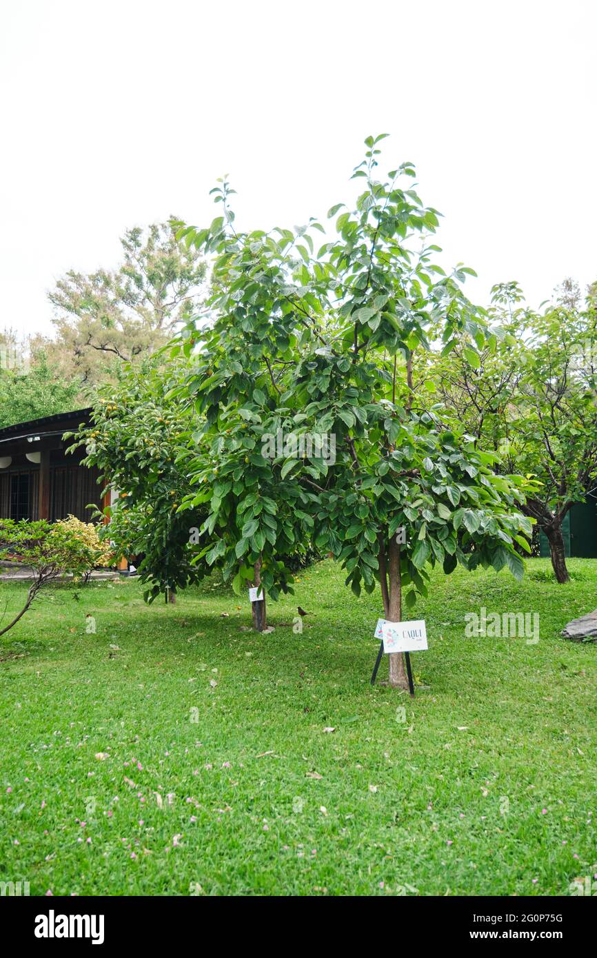Descendants of hibakujyumoku, trees that survived the Hiroshima atomic ...