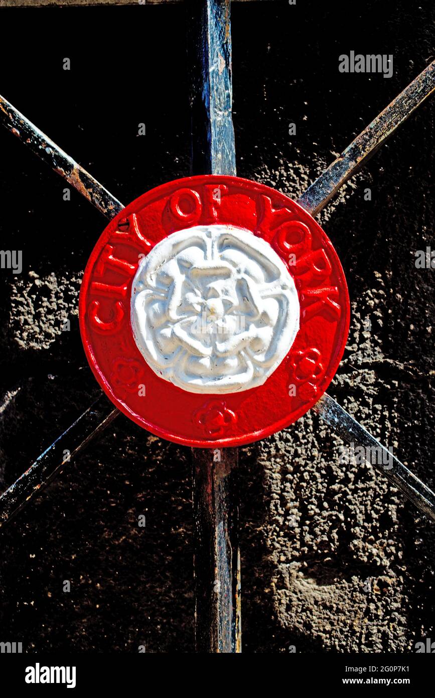 White yorkshire rose hires stock photography and images Alamy