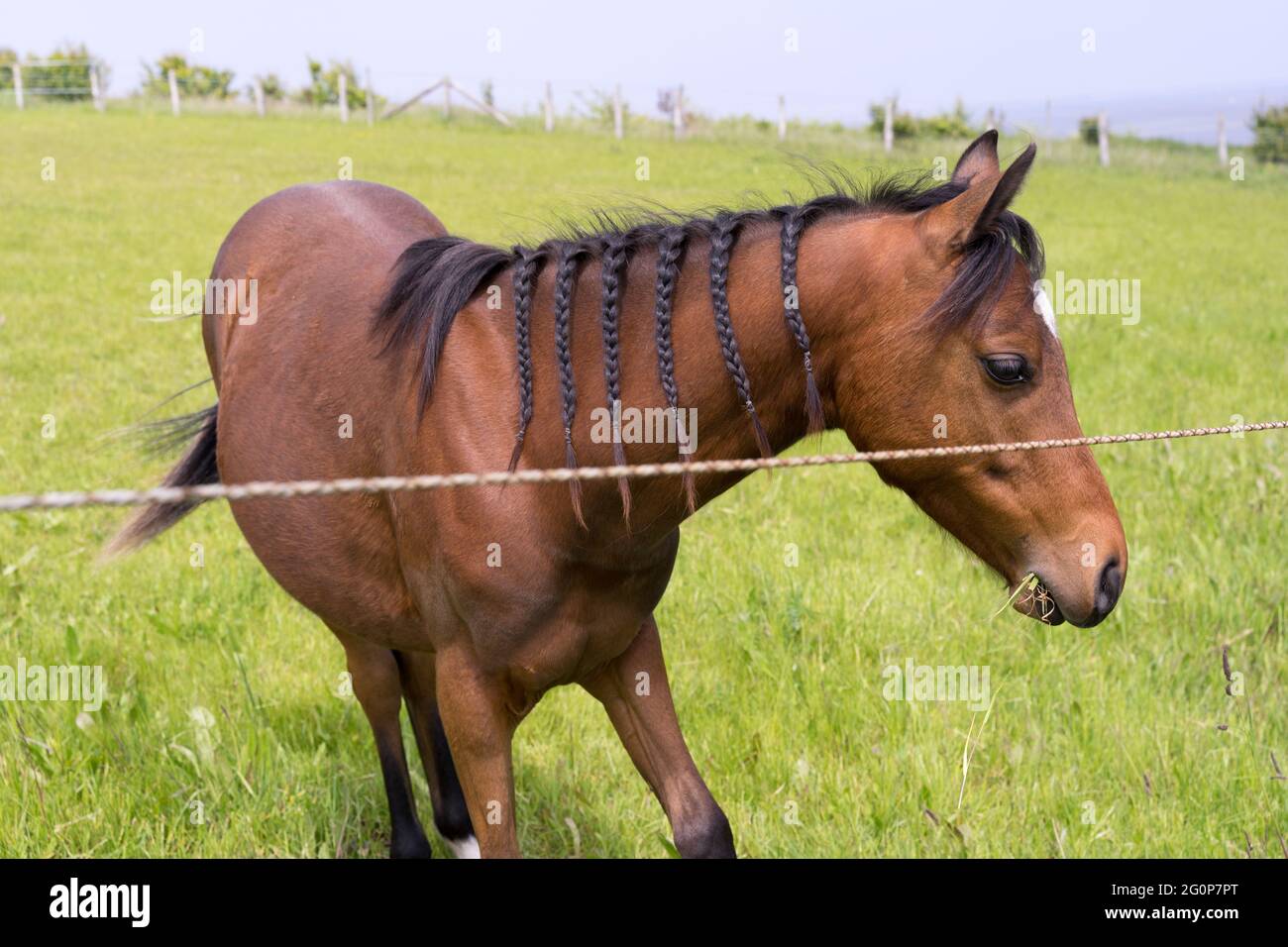 Horse with braided hairs graze in the farm field under sunny Spring