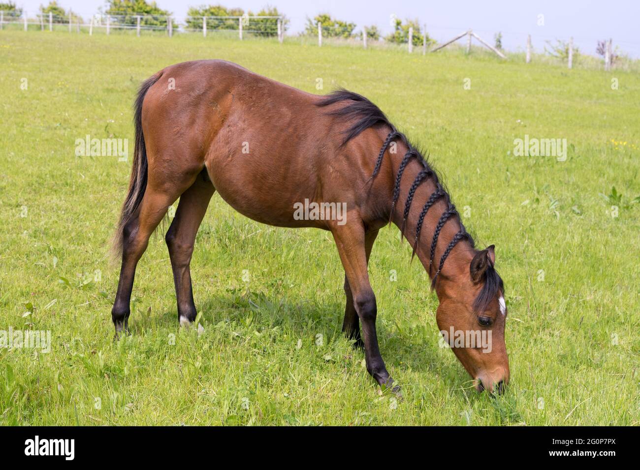 Horse with braided hairs graze in the farm field under sunny Spring