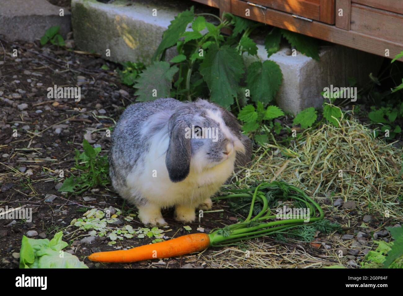 White rabbit eating carrot hi-res stock photography and images - Alamy