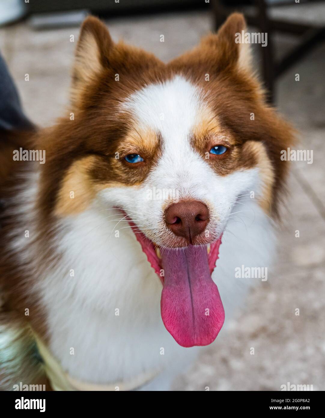 Beautiful Brown, Tan and White Pomeranian and Husky (Pomsky) mixed breed dog. Stock Photo