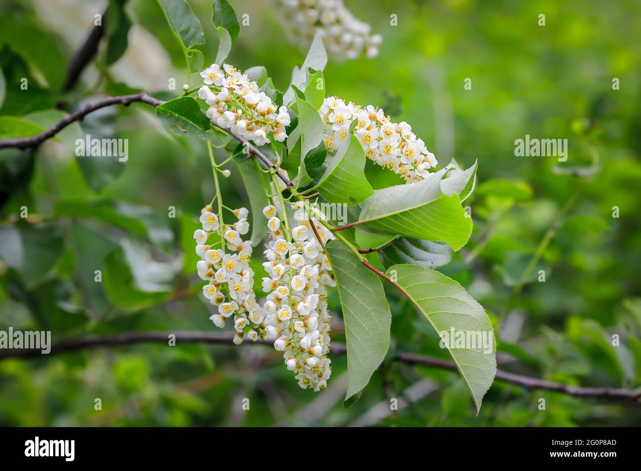 A close up of a cluster of small white flowers on a tree in Coeur d ...