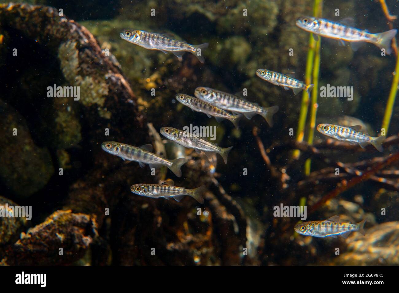 Coho salmon Smolts swimming in the banks of the Gold River in the Northwest Coast of Vancouver Island. Stock Photo