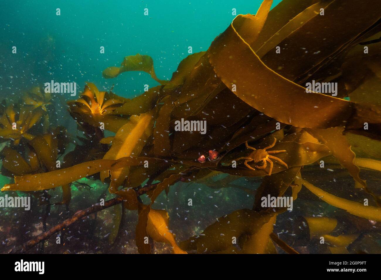 A kelp crab feeding on a school of small invertebrates. Stock Photo