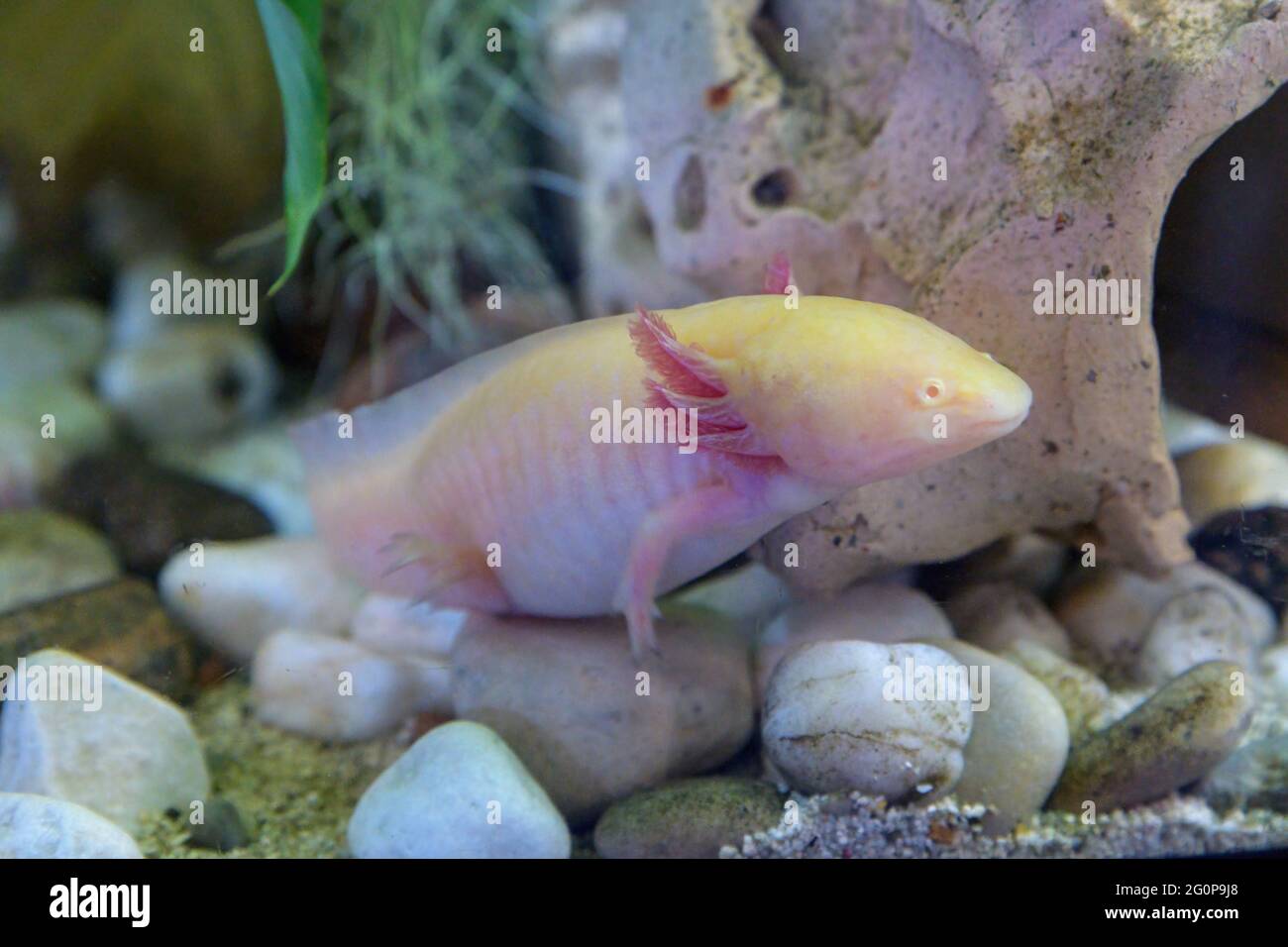 axolotl on the aquarium background Stock Photo