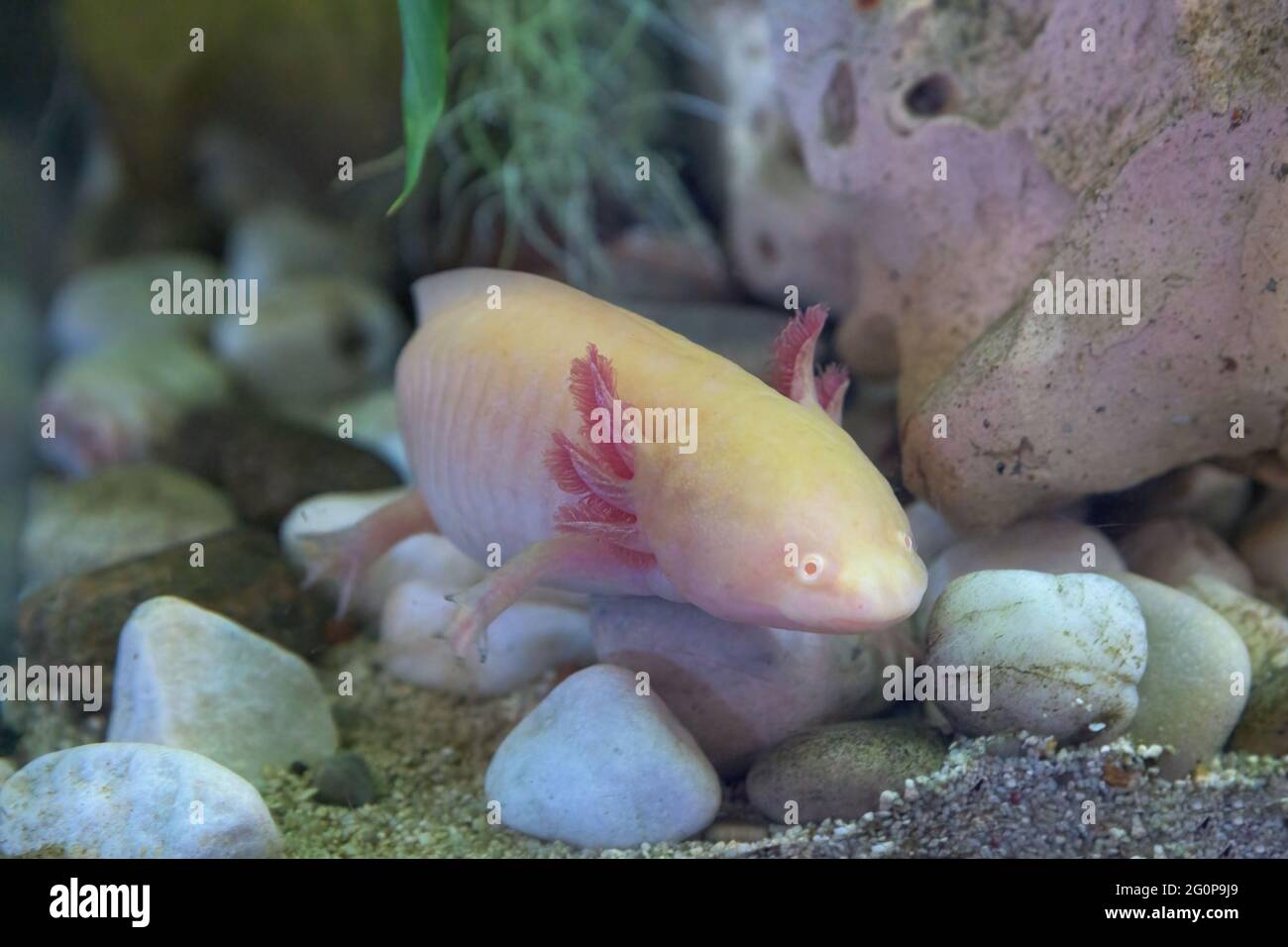 axolotl on the aquarium background Stock Photo