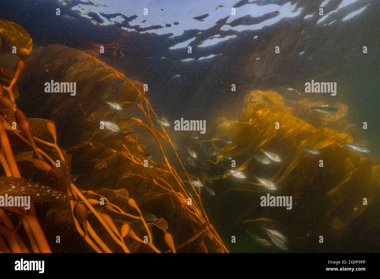 A school of Shiner perch with Bull Kelp algae in the background. Stock Photo
