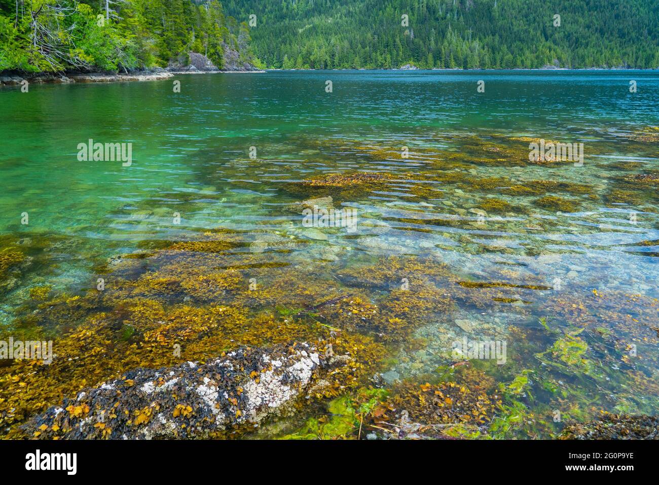 Shallow reef in low tide in the West Coast of Vancouver Island, British Columbia, Canada. Stock Photo