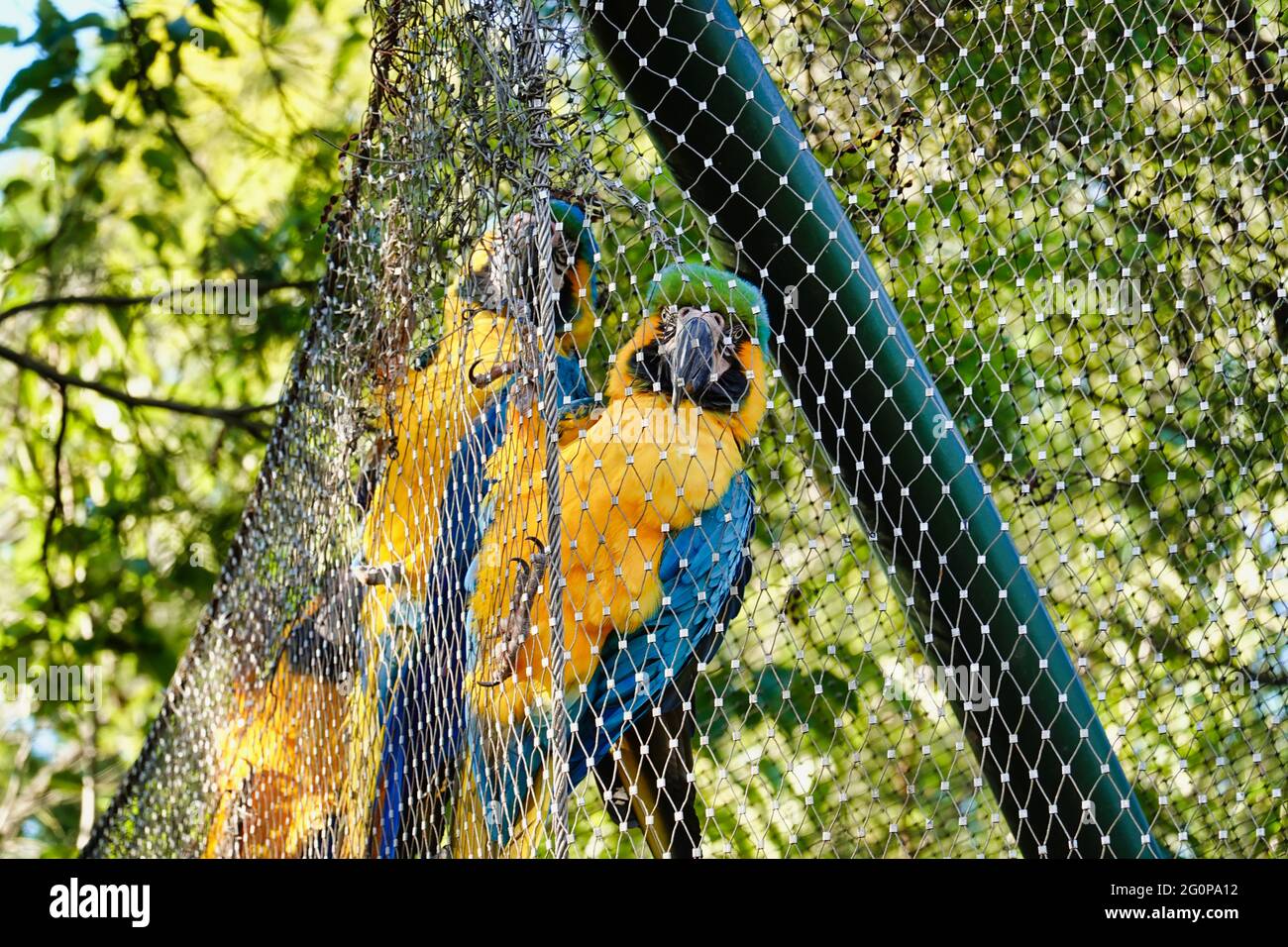 Blue-and-yellow macaws inside the cage Stock Photo - Alamy