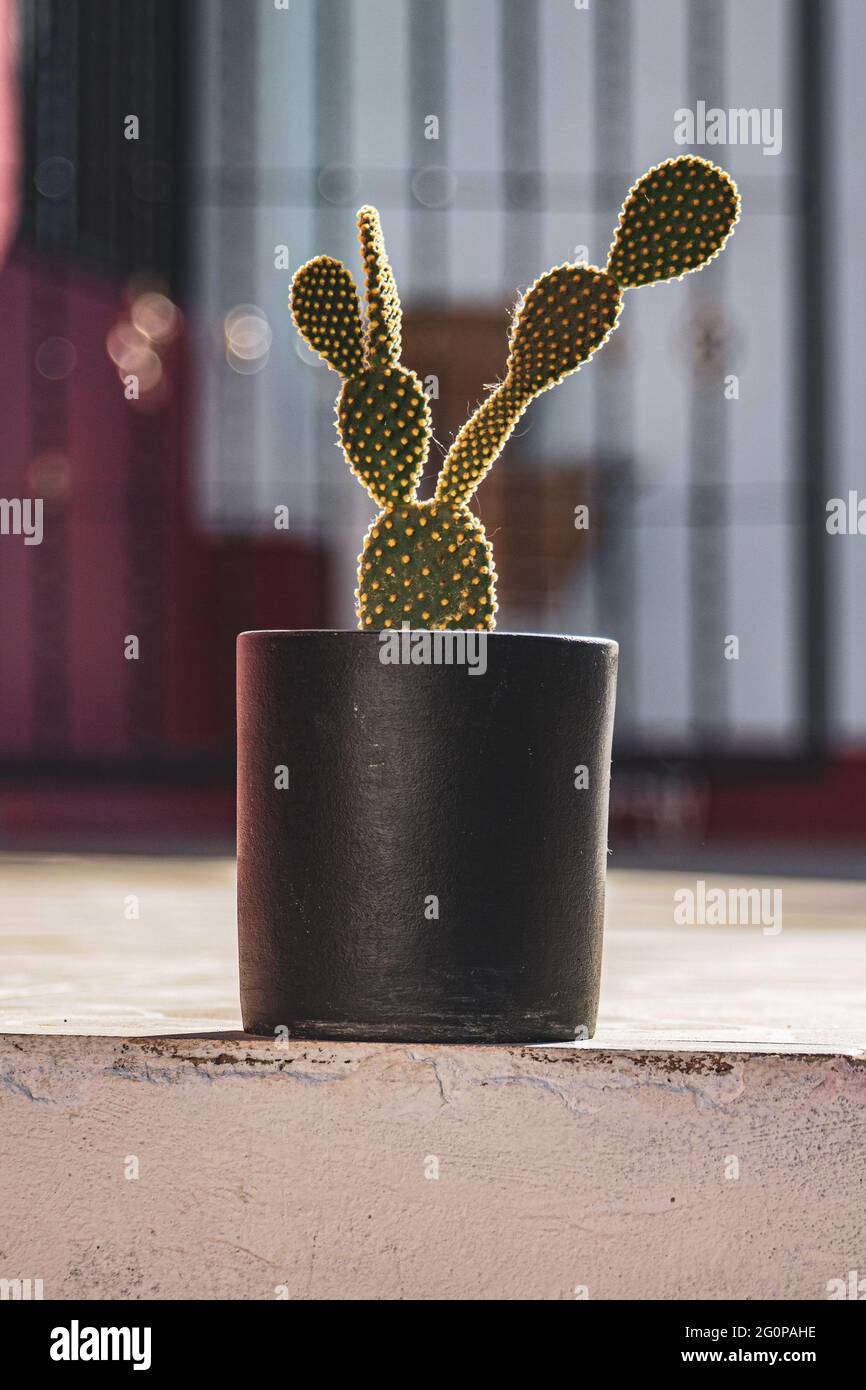 Cactus house plants hi-res stock photography and images - Alamy