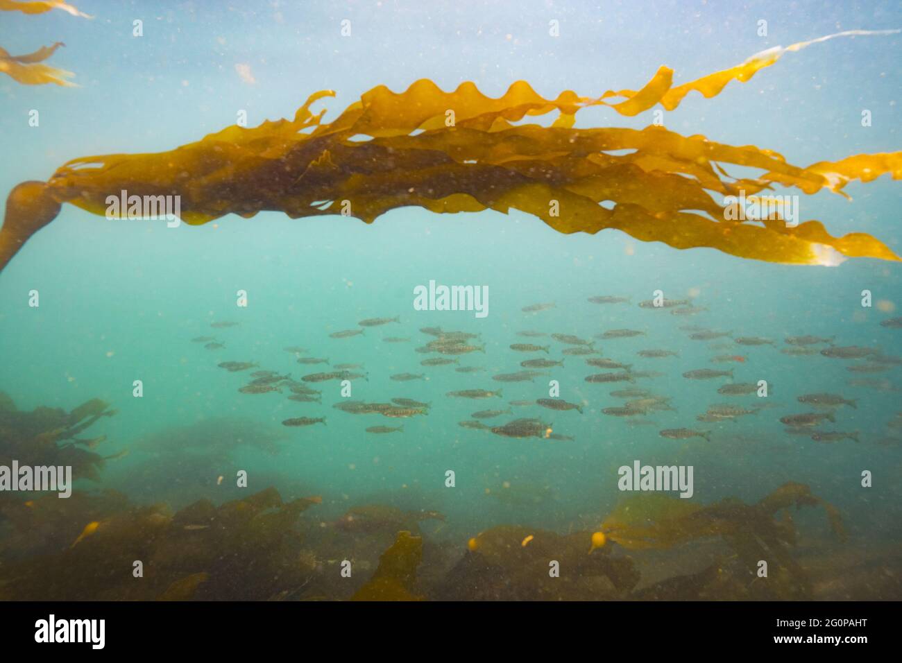 School of Chinook Salmon swimming in a Kelp Forest. Stock Photo