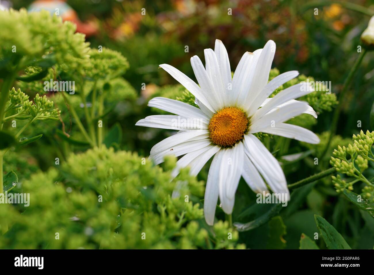 Garden chamomile flowering plant in natural green environment outdoors. Close-up view Stock Photo